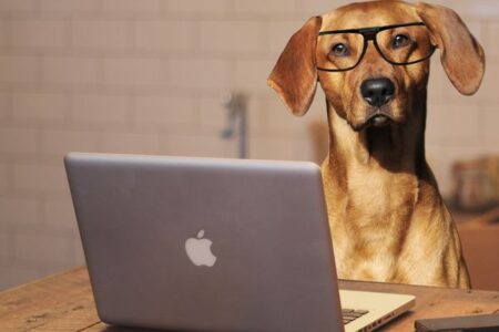Cute little lockdown puppies are now full grown mutts with no discipline and useless yuppie owners – The Betoota Advocate